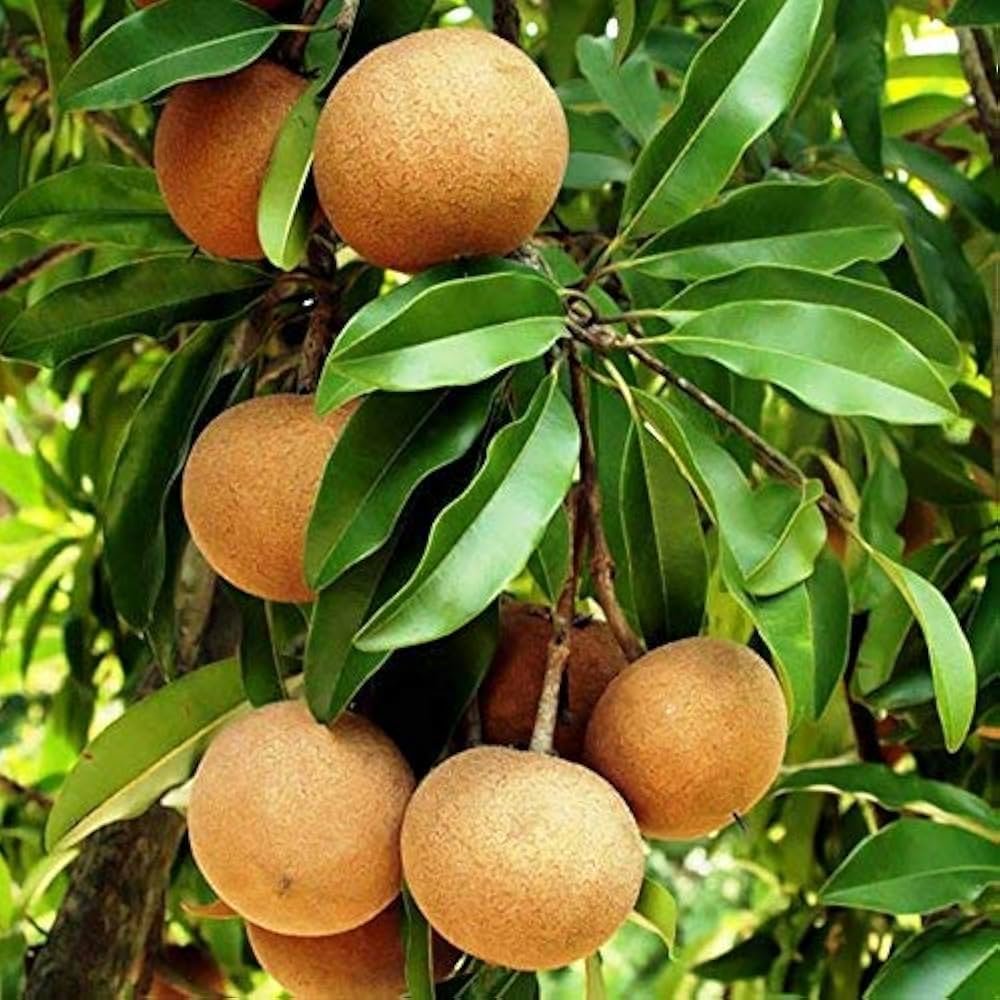 Fresh Chikoo Fruit Cup – Naturally Sweet, Healthy & Ready to Eat